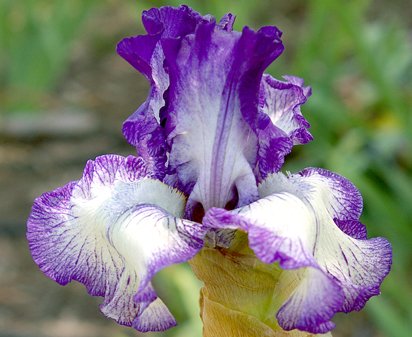 American Classic - tall bearded Iris