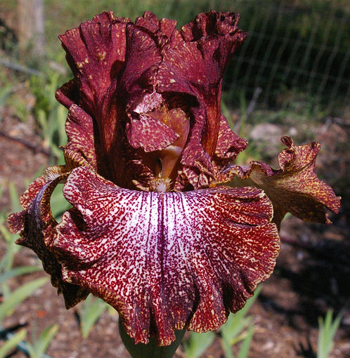 American Original - tall bearded Iris