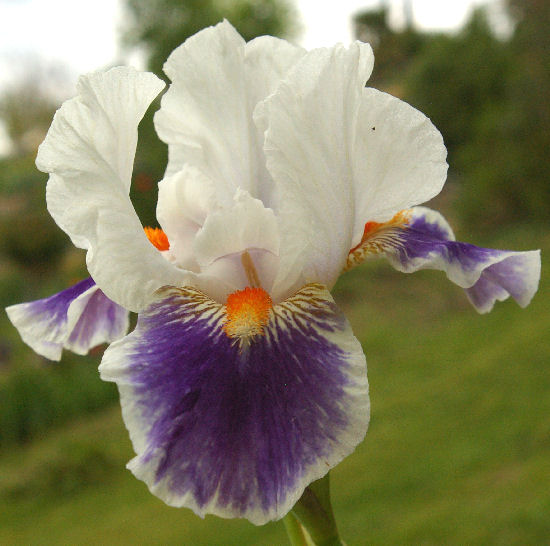 American Patriot - Intermediate bearded Iris