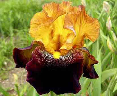 American Sweetheart - tall bearded Iris