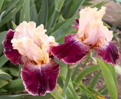 Amethyst Dancer - fragrant tall bearded Iris