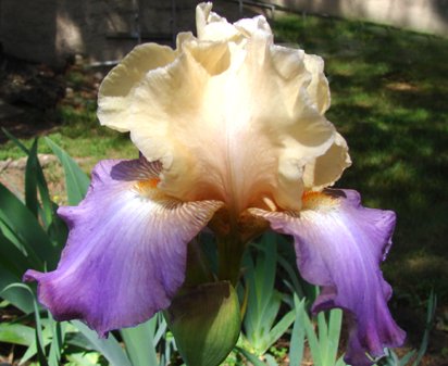 Amethyst Delight - tall bearded Iris