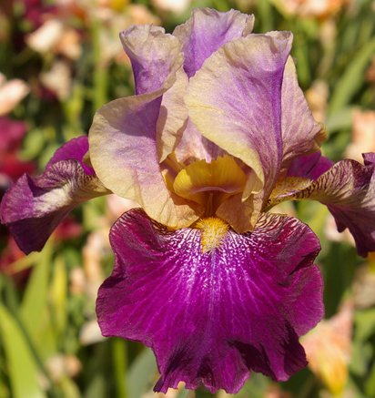 Amethyst Suncatcher - fragrant tall bearded Iris