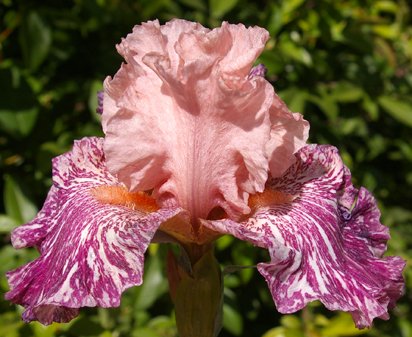 Anaconda Love - fragrant border bearded Iris