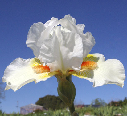 Angel Heart - reblooming Intermediate bearded Iris