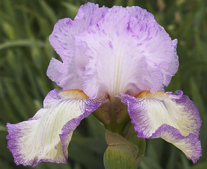 Angeli Di Luce - fragrant tall bearded Iris
