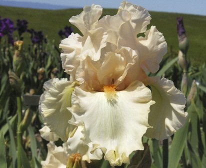 Angel's Blush - reblooming tall bearded Iris