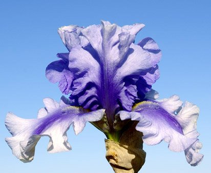 Angels in Flight - tall bearded Iris