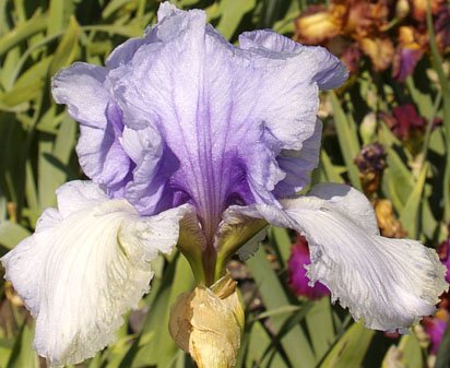 Anne Murray - fragrant tall bearded Iris