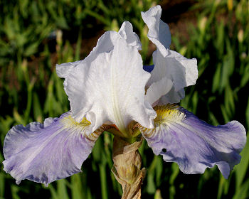 Antarctique - Intermediate bearded Iris