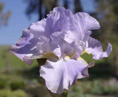 Anxious - reblooming tall bearded Iris