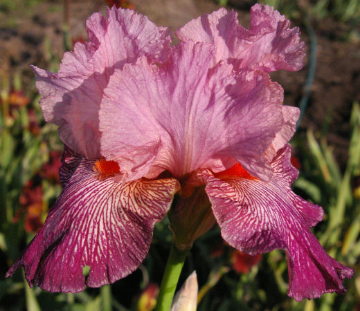 Anything Goes - reblooming tall bearded Iris