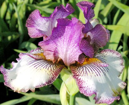 Apollo One - fragrant reblooming tall bearded Iris