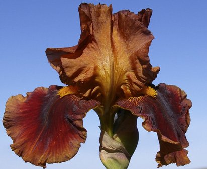 Apollodorus - tall bearded Iris
