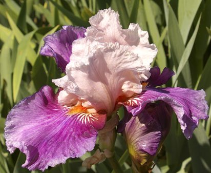 Apollonian - fragrant tall bearded Iris