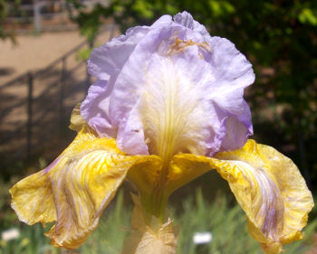 Apollo's Robe - reblooming tall bearded Iris