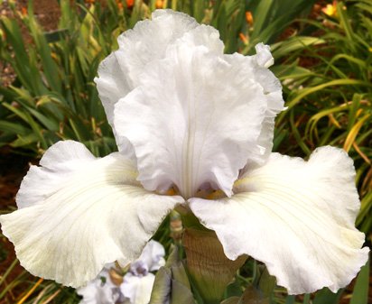 Appreciation - tall bearded Iris