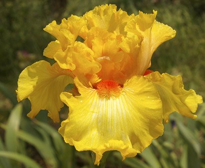 Apricot Candy - tall bearded Iris