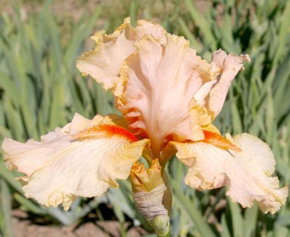 April Jewel - fragrant tall bearded Iris