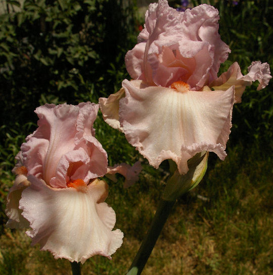 April in Paris - tall bearded Iris