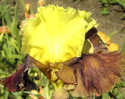 Arabian Story - fragrant tall bearded Iris