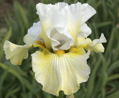 Arc De Triomphe - fragrant tall bearded Iris