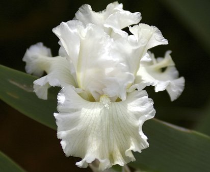 Arctic Express - reblooming tall bearded Iris