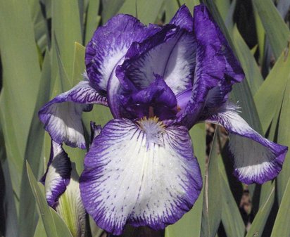 Arctic Fancy - Intermediate bearded Iris