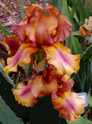 Arizona Byways - tall bearded Iris