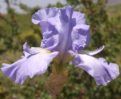 Arms Wide Open - tall bearded Iris