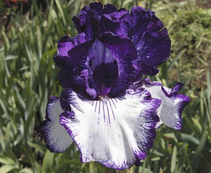 Art Deco - tall bearded Iris