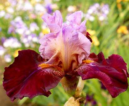 Art Form - tall bearded Iris