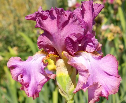 Art Nouveau - tall bearded Iris