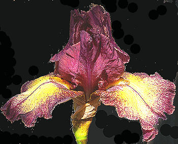 Artistic Showoff - reblooming tall bearded Iris