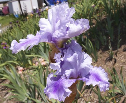 Ascent of Angels - fragrant tall bearded Iris