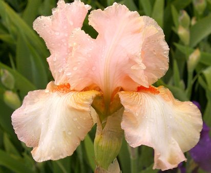 Ashleigh Nicole - fragrant tall bearded Iris