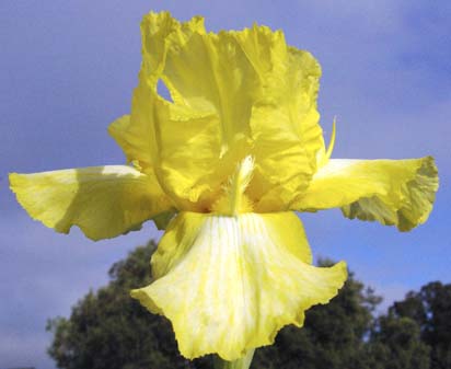 Asteroid Zone - tall bearded Iris