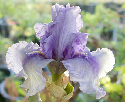 Aunt Lucy - fragrant tall bearded Iris