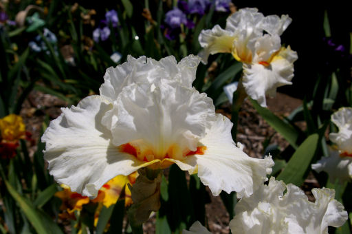 Aureoles - fragrant tall bearded Iris