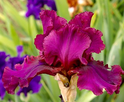 Austrian Garnets - tall bearded Iris