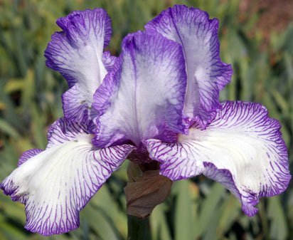 Autumn Circus - reblooming tall bearded Iris