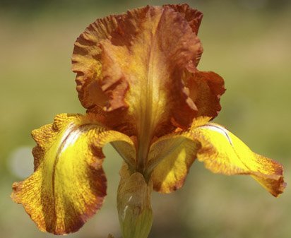 Autumn Echo - reblooming tall bearded Iris