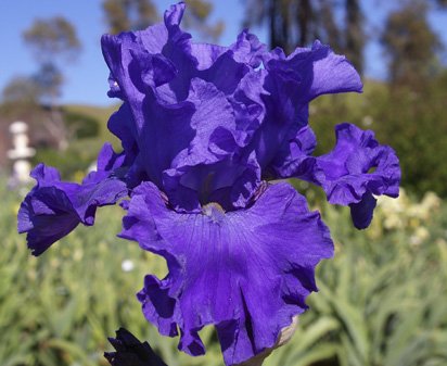 Autumn Sapphire - reblooming tall bearded Iris