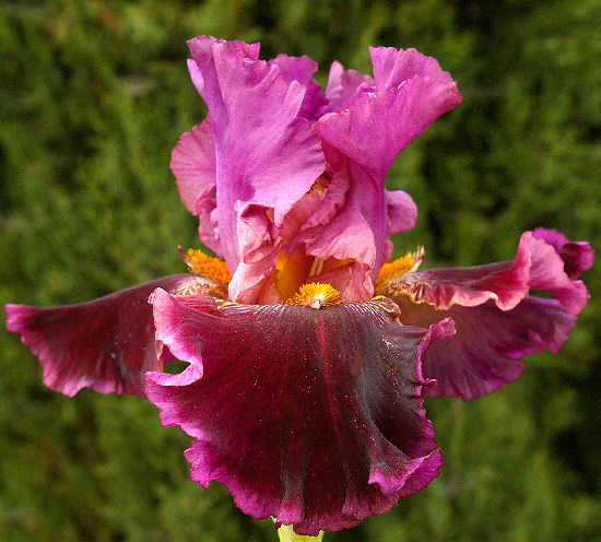 Autumn Wine - reblooming border bearded Iris