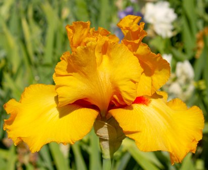Avalon Sunset - tall bearded Iris