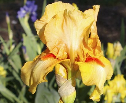 Avanti - tall bearded Iris