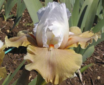 Aztec Burst - tall bearded Iris