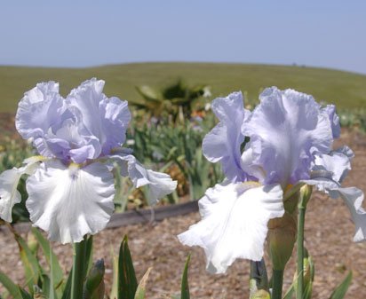 Azure Whir - reblooming tall bearded Iris