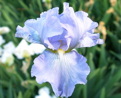 Babbling Brook - reblooming tall bearded Iris