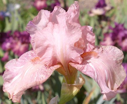 Baboon Bottom - fragrant border bearded Iris